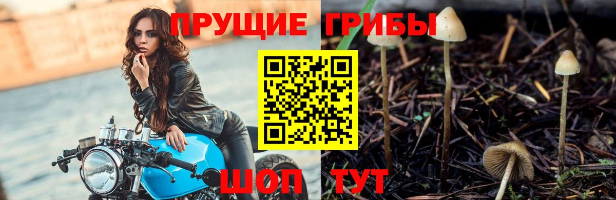 Советская Гавань  наркотики  Вход с VPN  Псилоцибиновые грибы Psilocybine cubensis  Псилоцибиновые грибы Magic Shrooms 